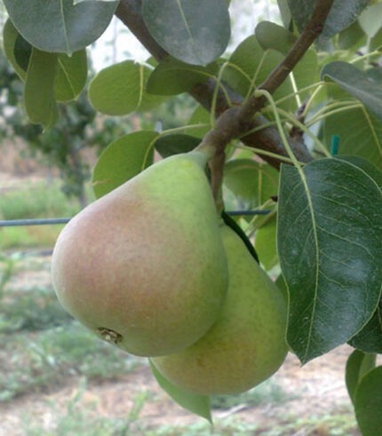 ΑΧΛΑΔΙ ΚΟΝΤΟΥΛΑ ριζωμένο ηλικίας 2 ετών